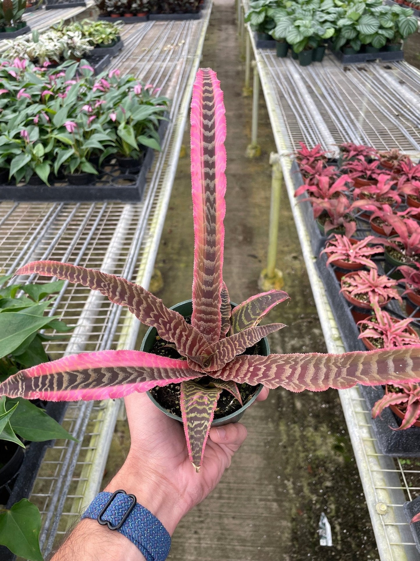 Cryptanthus 'Elaine' Indoor Plant - Mental Houseplants™