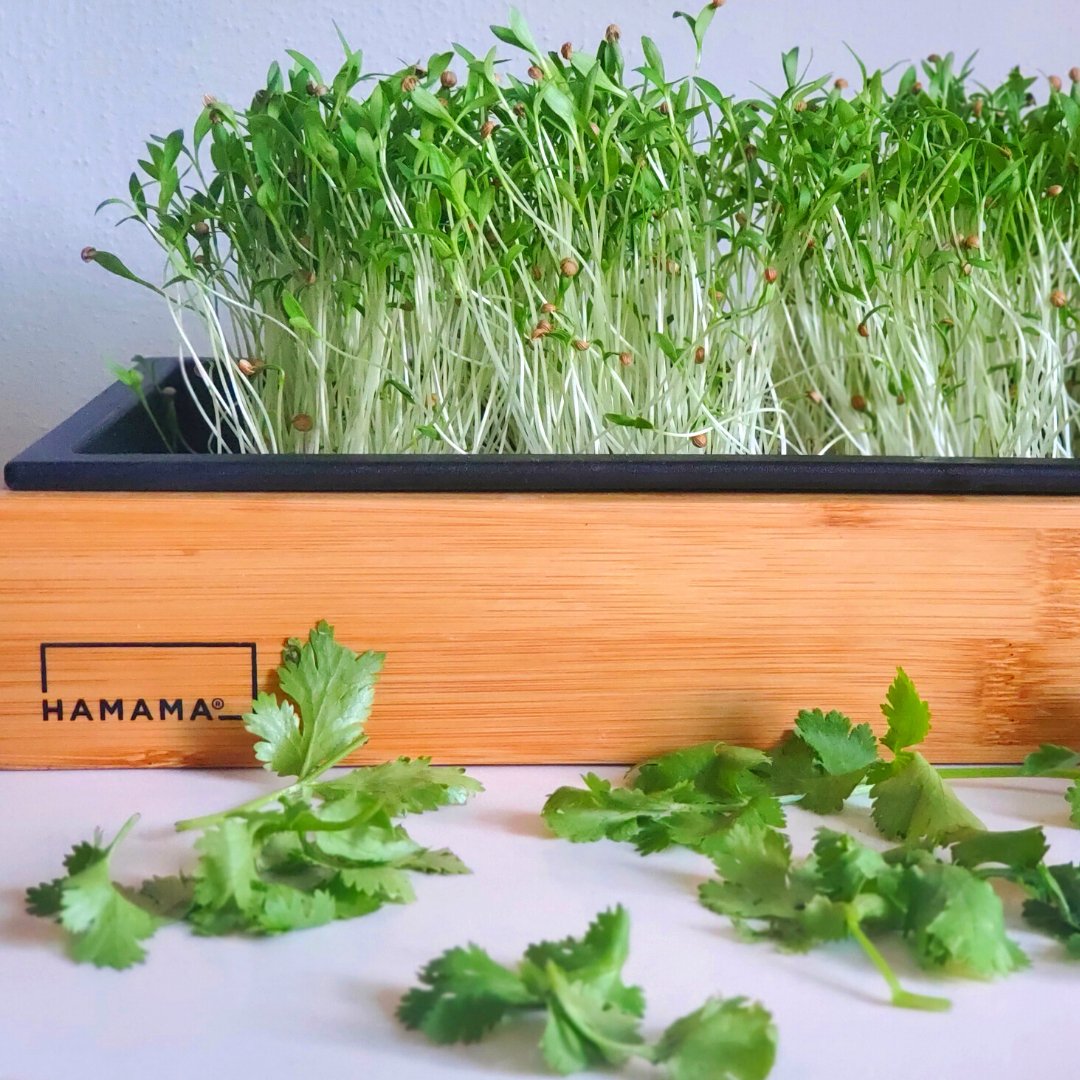 Culinary Cilantro Seed Quilt - 10 Pack Indoor Plant - Mental Houseplants™