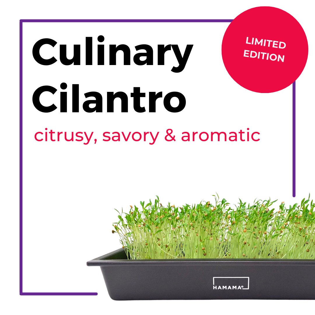 Culinary Cilantro Seed Quilt - 10 Pack Indoor Plant - Mental Houseplants™