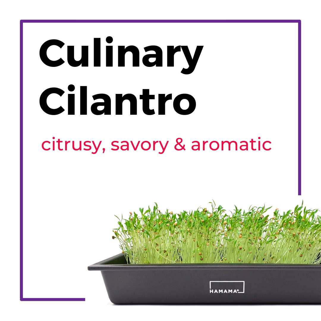 Culinary Collection Cilantro Microgreen Kit Indoor Plant - Mental Houseplants™
