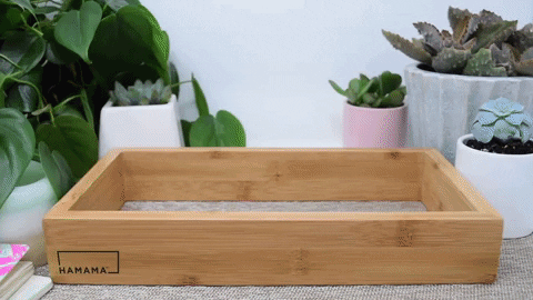 Culinary Collection Cilantro Microgreen Kit Indoor Plant - Mental Houseplants™