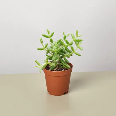 Delosperma 'Pickle Plant' Indoor Plant - Mental Houseplants™