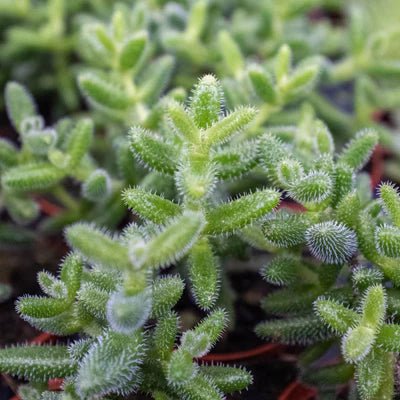 Delosperma 'Pickle Plant' Indoor Plant - Mental Houseplants™