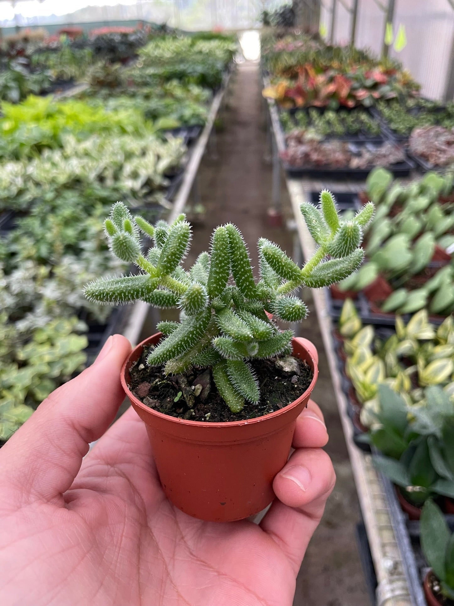 Delosperma 'Pickle Plant' Indoor Plant - Mental Houseplants™