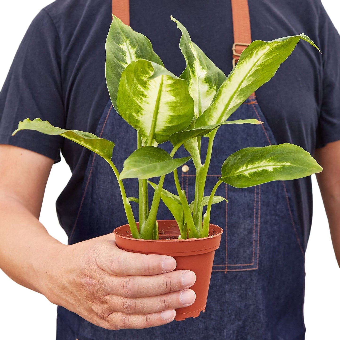 Dieffenbachia 'Camille' Indoor Plant - Mental Houseplants™