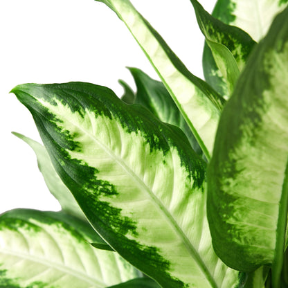Dieffenbachia 'Camille' Indoor Plant - Mental Houseplants™