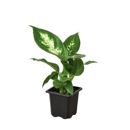 Dieffenbachia 'Camille' Indoor Plant - Mental Houseplants™