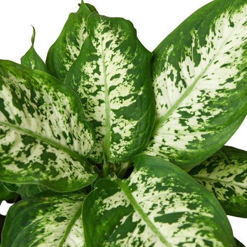 Dieffenbachia 'Tropic Snow' Indoor Plant - Mental Houseplants™