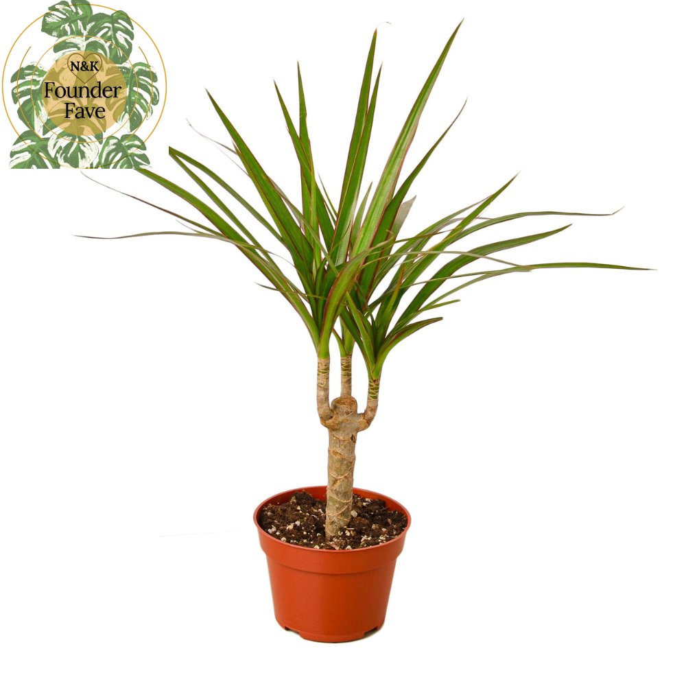 Dracaena 'Dragon Cane' Indoor Plant - Mental Houseplants™