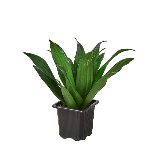 Dracaena 'Janet Craig' Indoor Plant - Mental Houseplants™