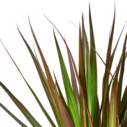 Dracaena 'Marginata Magenta' Indoor Plant - Mental Houseplants™
