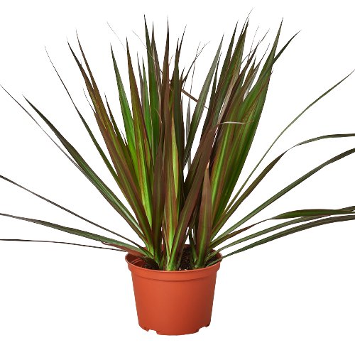 Dracaena 'Marginata Magenta' Indoor Plant - Mental Houseplants™