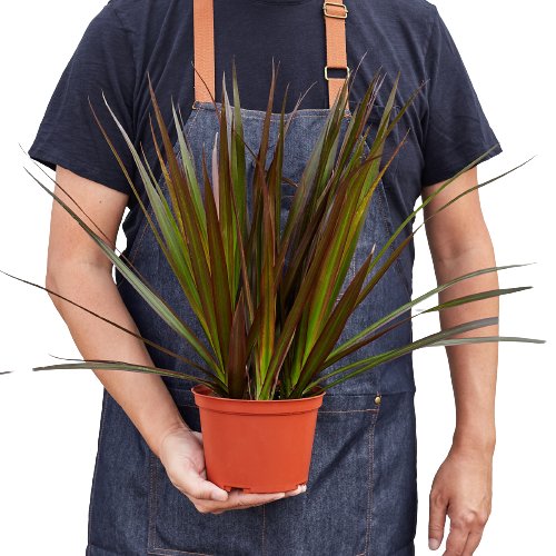 Dracaena 'Marginata Magenta' Indoor Plant - Mental Houseplants™