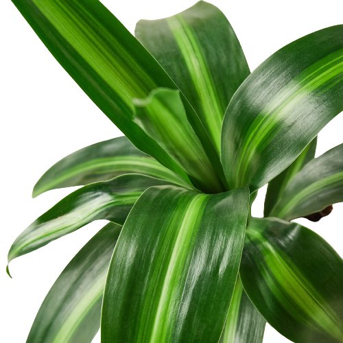 Dracaena 'Massangeana' Indoor Plant - Mental Houseplants™