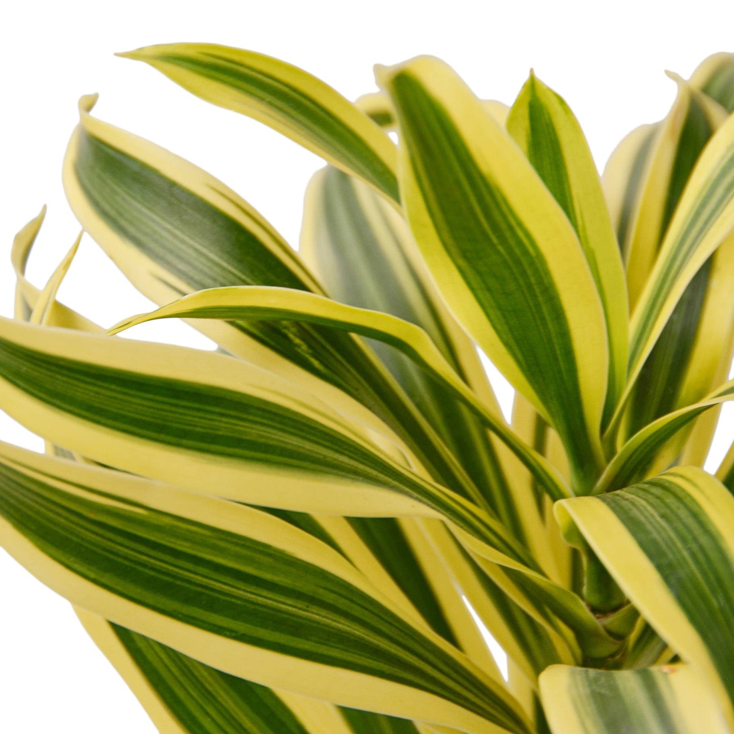 Dracaena 'Song of India' Indoor Plant - Mental Houseplants™