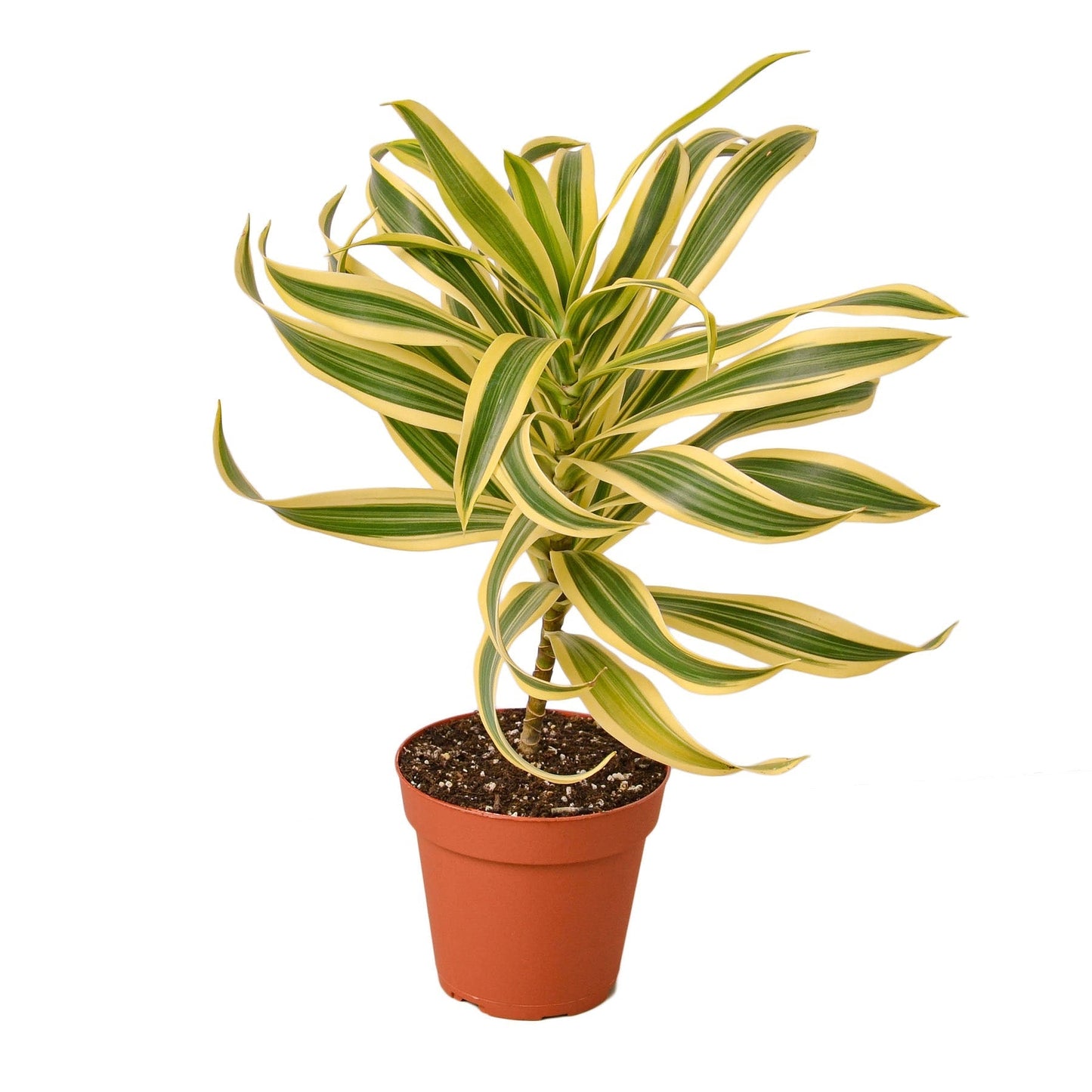 Dracaena 'Song of India' Indoor Plant - Mental Houseplants™