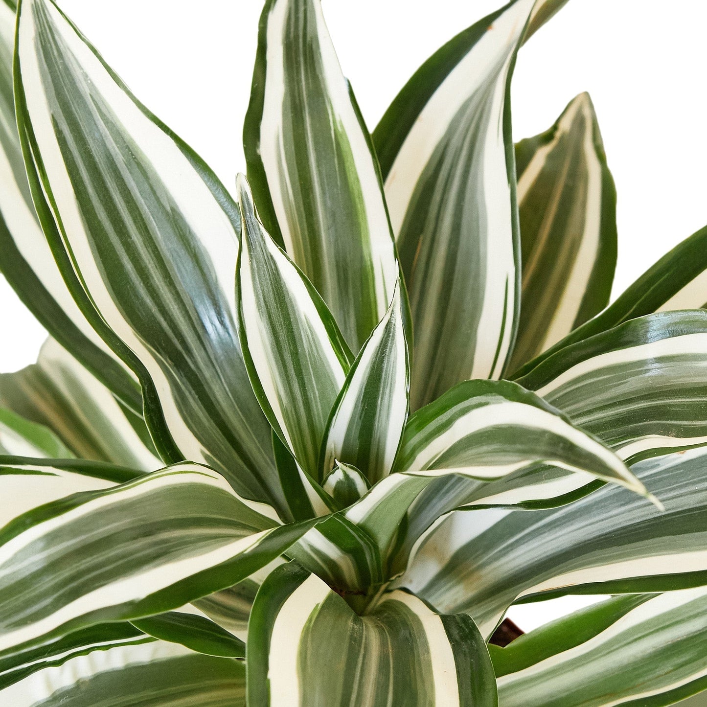 Dracaena 'White Jewel' Indoor Plant - Mental Houseplants™
