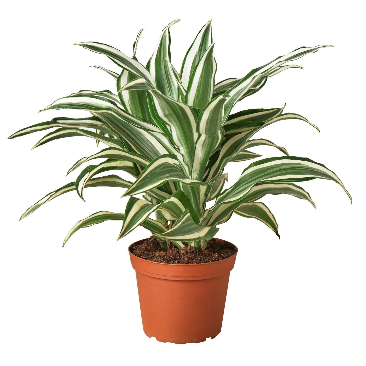 Dracaena 'White Jewel' Indoor Plant - Mental Houseplants™