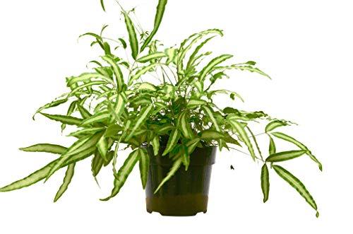 Fern 'Albo Lineata' Indoor Plant - Mental Houseplants™