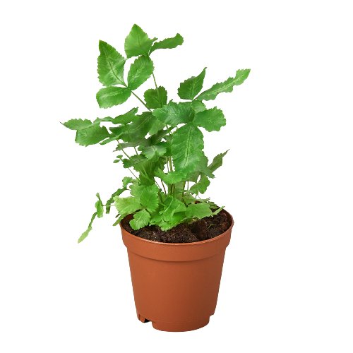 Fern 'Albo Lineata' Indoor Plant - Mental Houseplants™