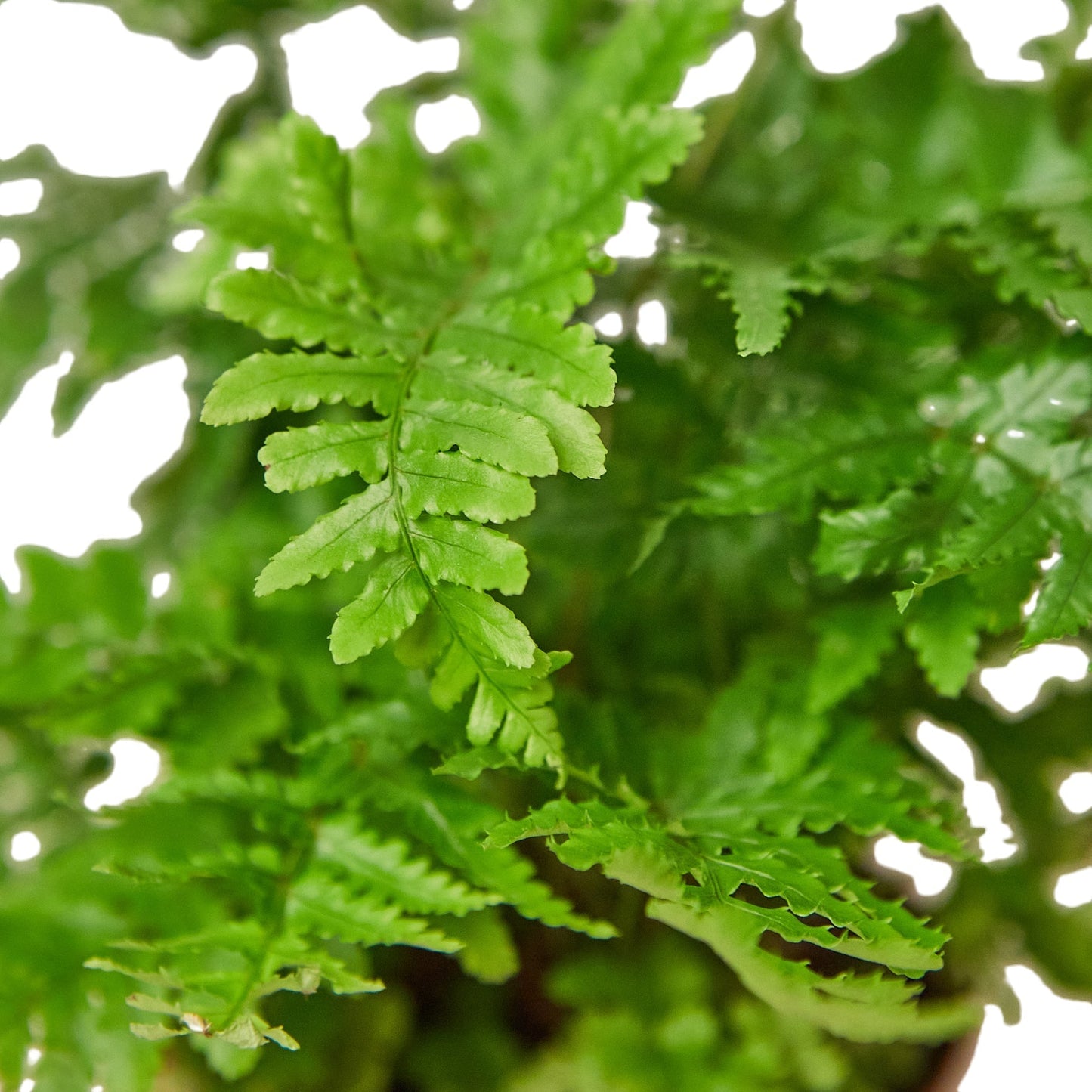 Fern 'Autumn' Indoor Plant - Mental Houseplants™