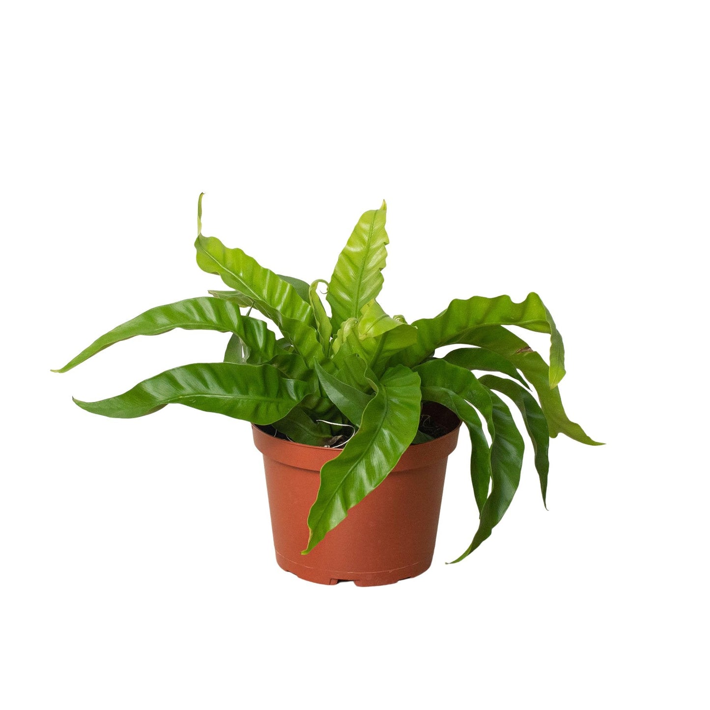Fern 'Bird's Nest Hurricane' Indoor Plant - Mental Houseplants™