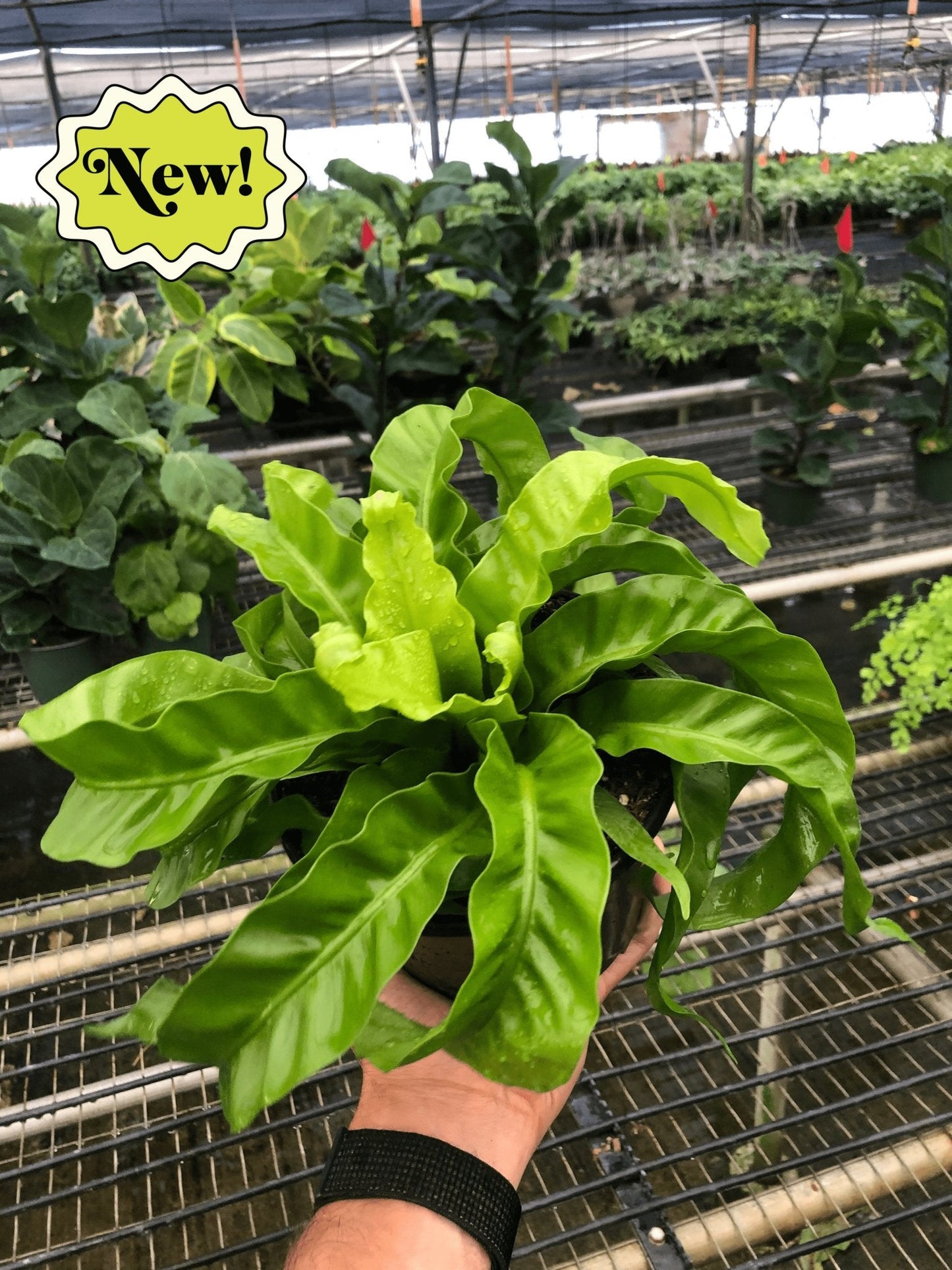 Fern 'Bird's Nest Hurricane' Indoor Plant - Mental Houseplants™