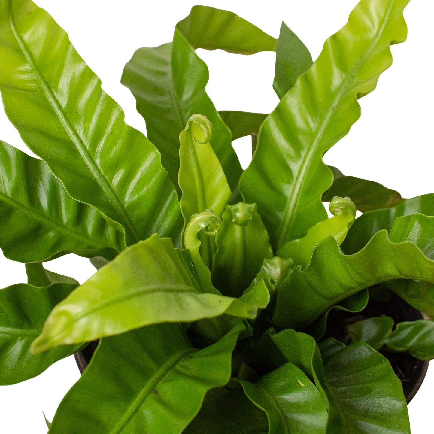 Fern 'Bird's Nest Hurricane' Indoor Plant - Mental Houseplants™