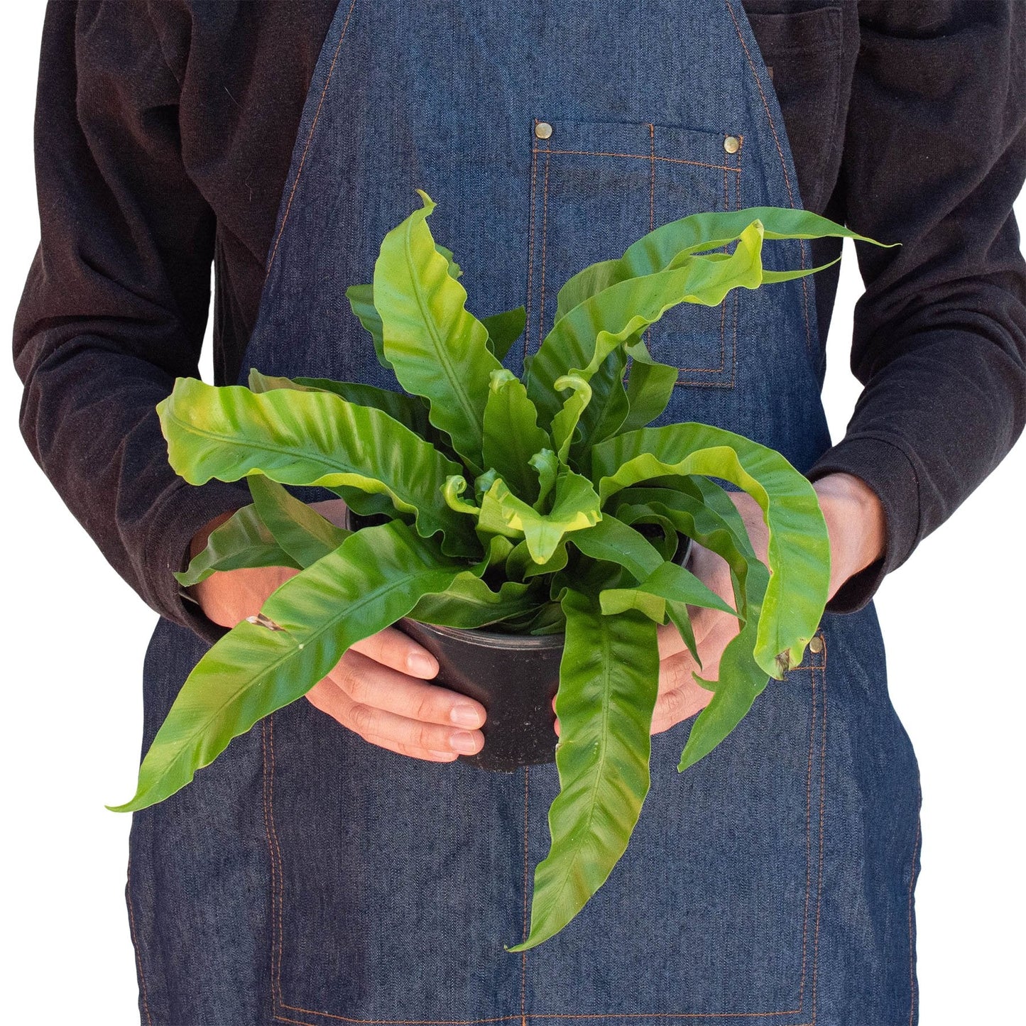 Fern 'Bird's Nest Hurricane' Indoor Plant - Mental Houseplants™