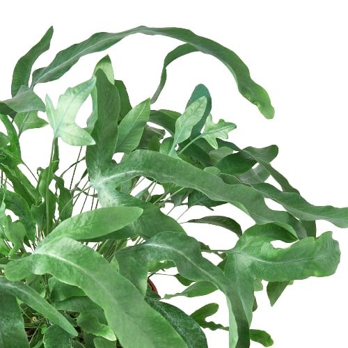 Fern 'Blue Star' Indoor Plant - Mental Houseplants™
