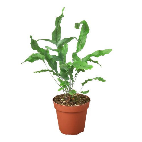 Fern 'Blue Star' Indoor Plant - Mental Houseplants™