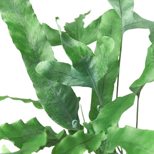 Fern 'Blue Star' Indoor Plant - Mental Houseplants™