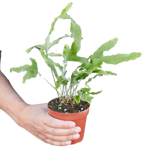Fern 'Blue Star' Indoor Plant - Mental Houseplants™