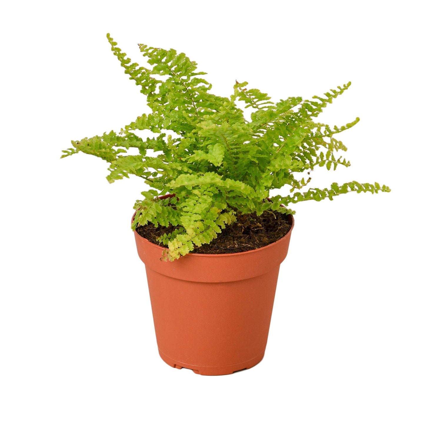 Fern 'Boston' Indoor Plant - Mental Houseplants™