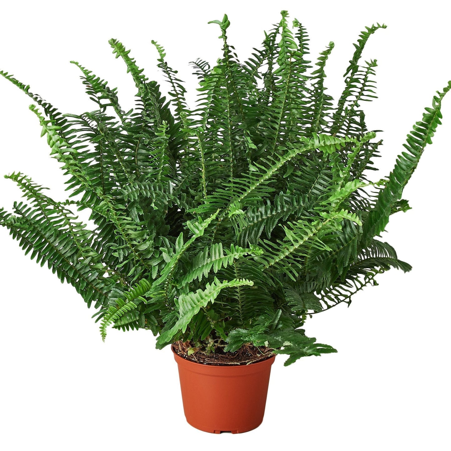 Fern 'Jester's Crown' Indoor Plant - Mental Houseplants™