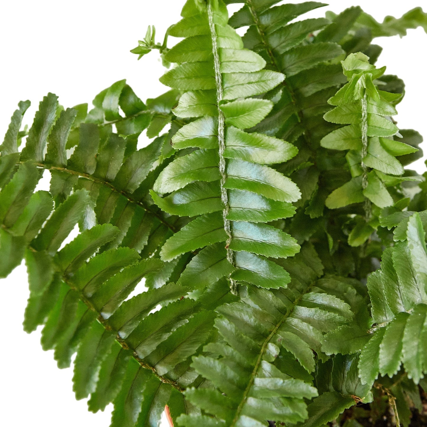 Fern 'Jester's Crown' Indoor Plant - Mental Houseplants™