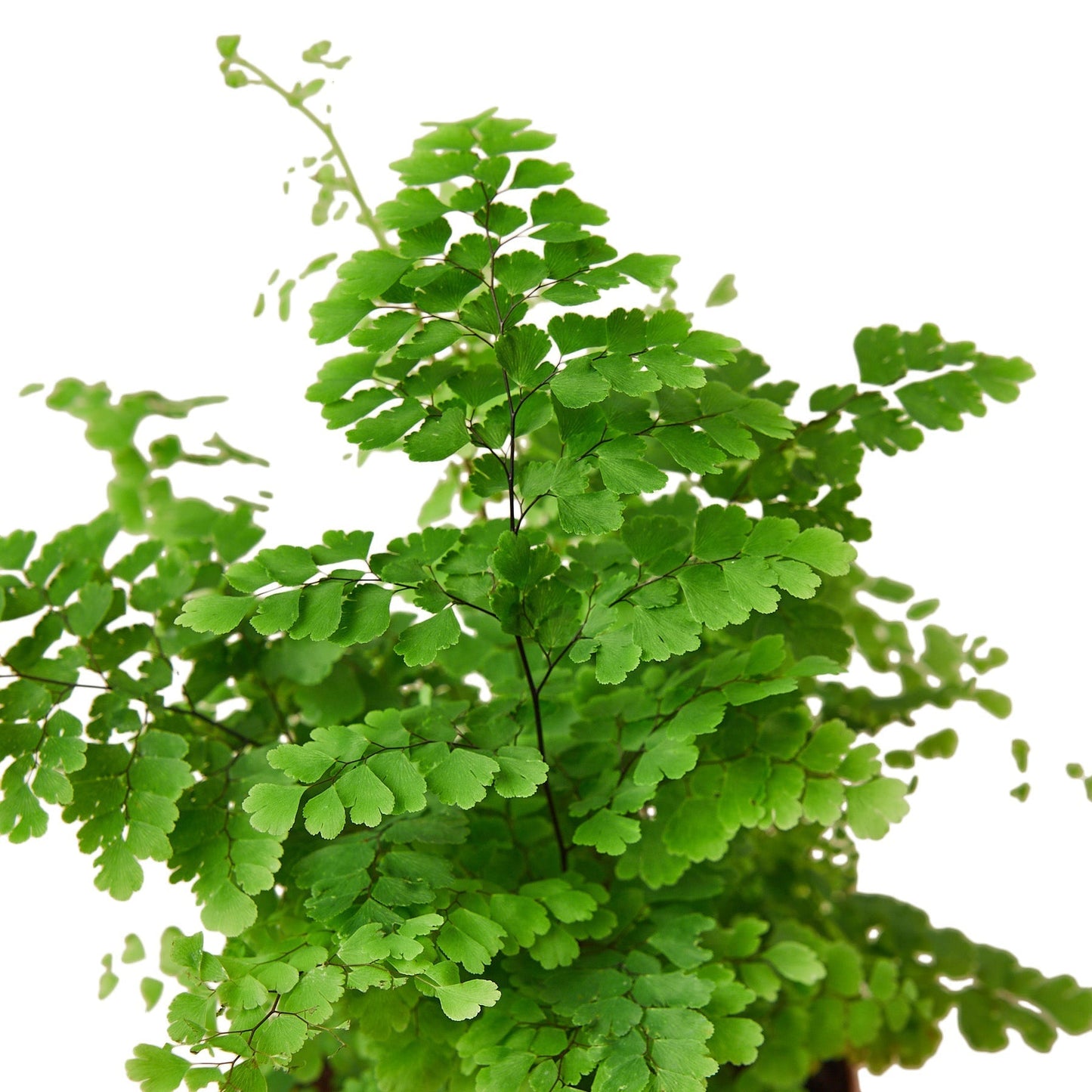 Fern 'Maidenhair' Indoor Plant - Mental Houseplants™