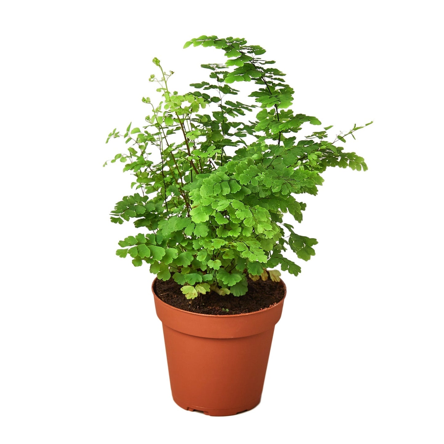 Fern 'Maidenhair' Indoor Plant - Mental Houseplants™