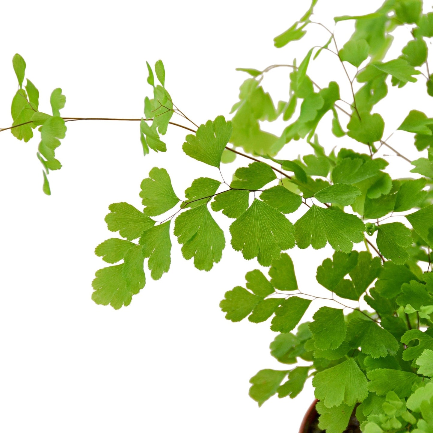 Fern 'Maidenhair' Indoor Plant - Mental Houseplants™