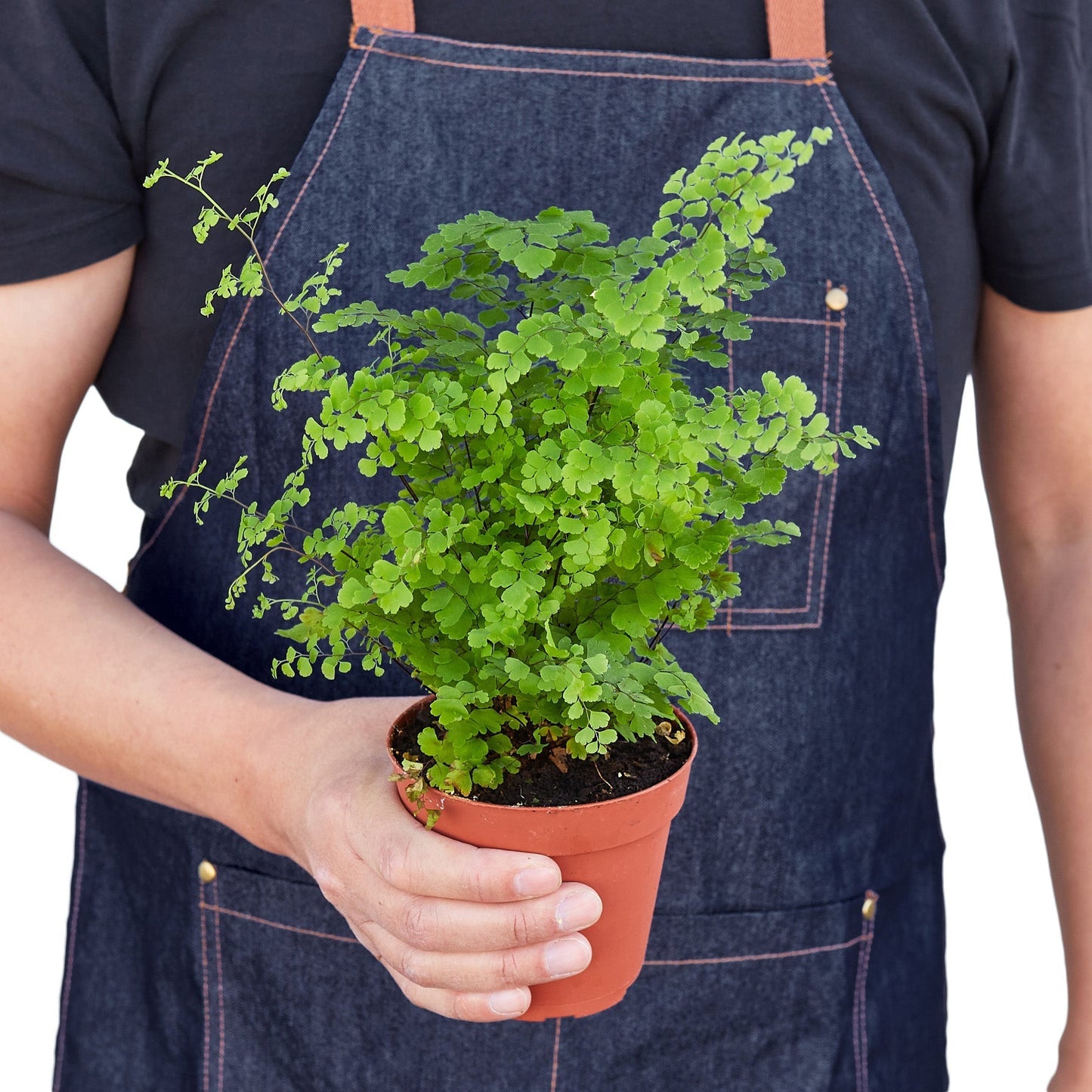 Fern 'Maidenhair' Indoor Plant - Mental Houseplants™