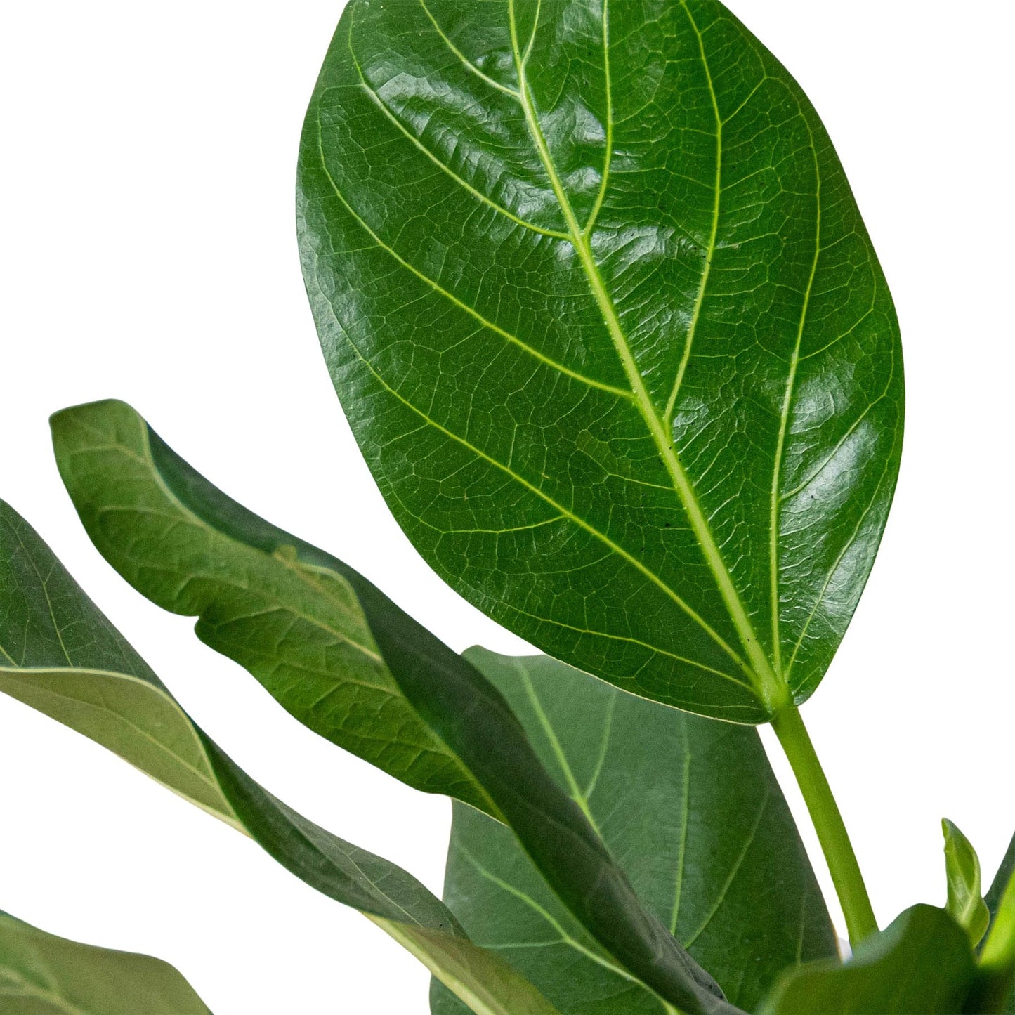 Ficus 'Audrey' Indoor Plant - Mental Houseplants™