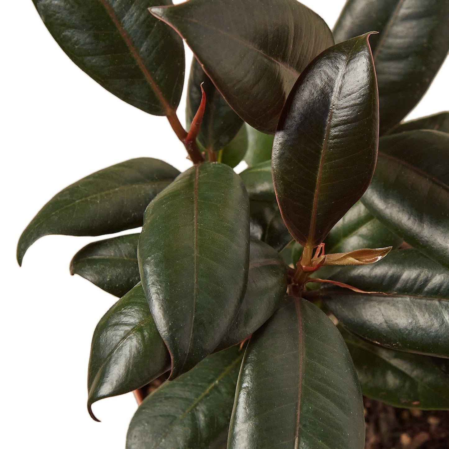 Ficus 'Burgundy' Indoor Plant - Mental Houseplants™