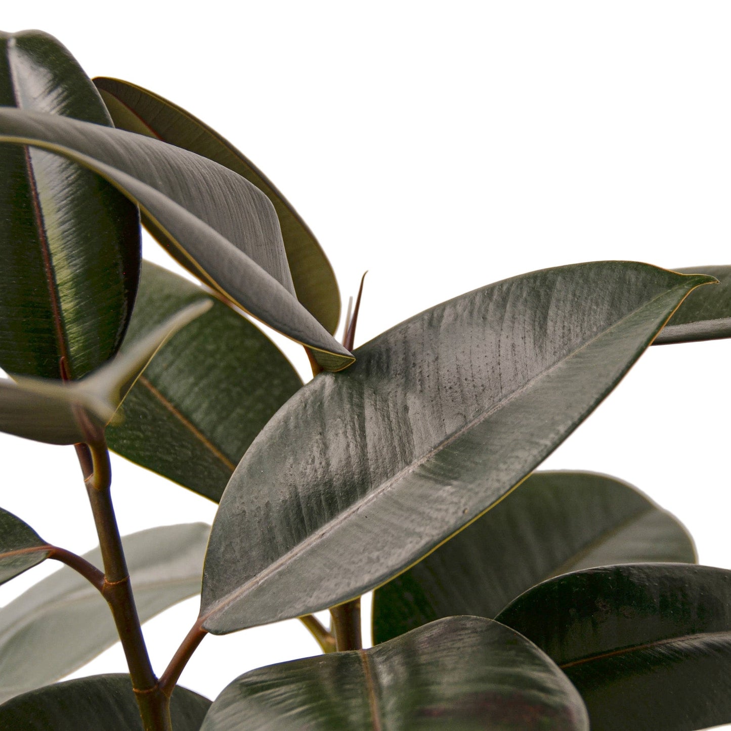 Ficus 'Burgundy' Indoor Plant - Mental Houseplants™