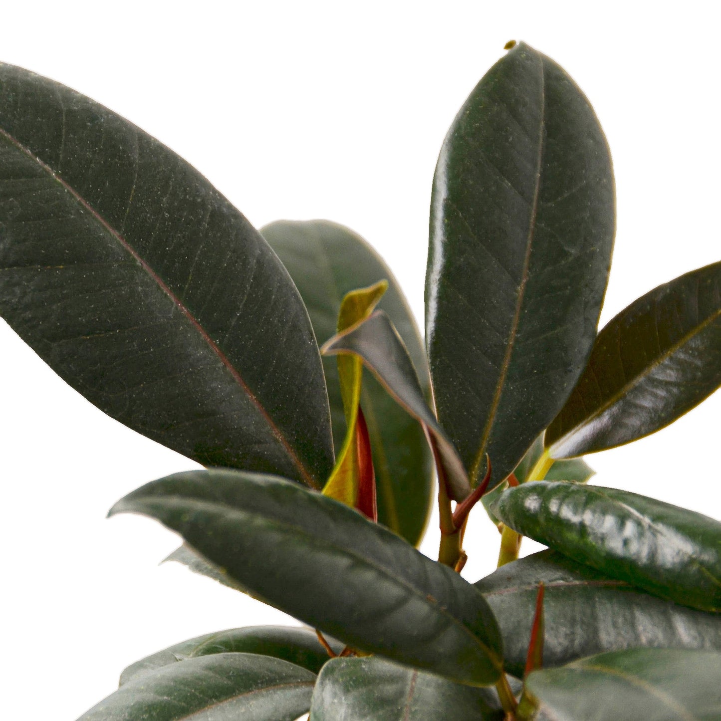 Ficus 'Burgundy' Indoor Plant - Mental Houseplants™
