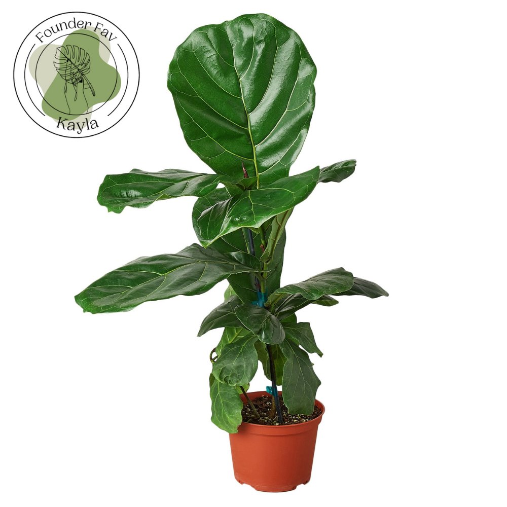 Ficus 'Fiddle Leaf Fig' Indoor Plant - Mental Houseplants™