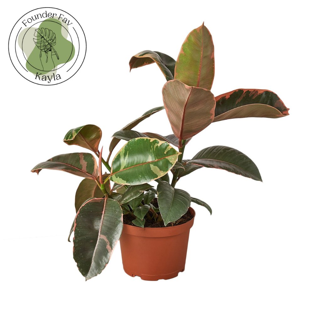 Ficus 'Ruby Pink' Indoor Plant - Mental Houseplants™