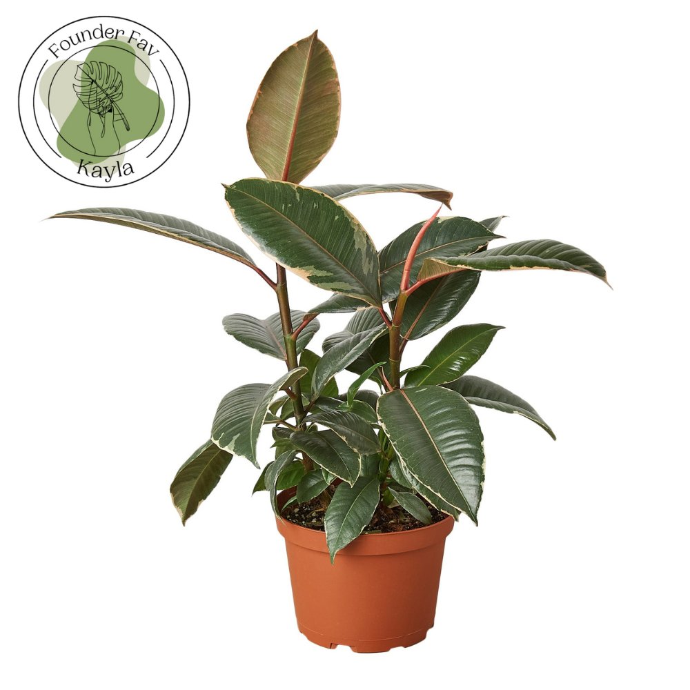 Ficus 'Tineke' Indoor Plant - Mental Houseplants™