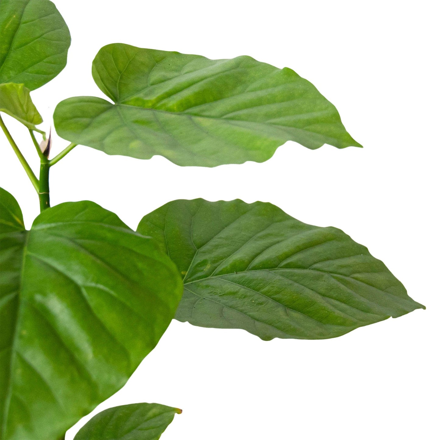 Ficus 'Umbrella Tree' Indoor Plant - Mental Houseplants™
