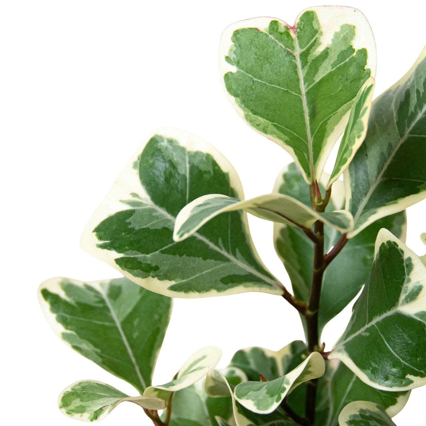 Ficus 'Variegated Triangularis' Indoor Plant - Mental Houseplants™