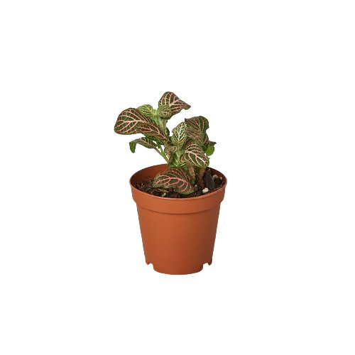 Fittonia 'Pink' Indoor Plant - Mental Houseplants™
